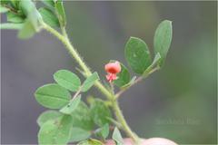Indigofera glabra